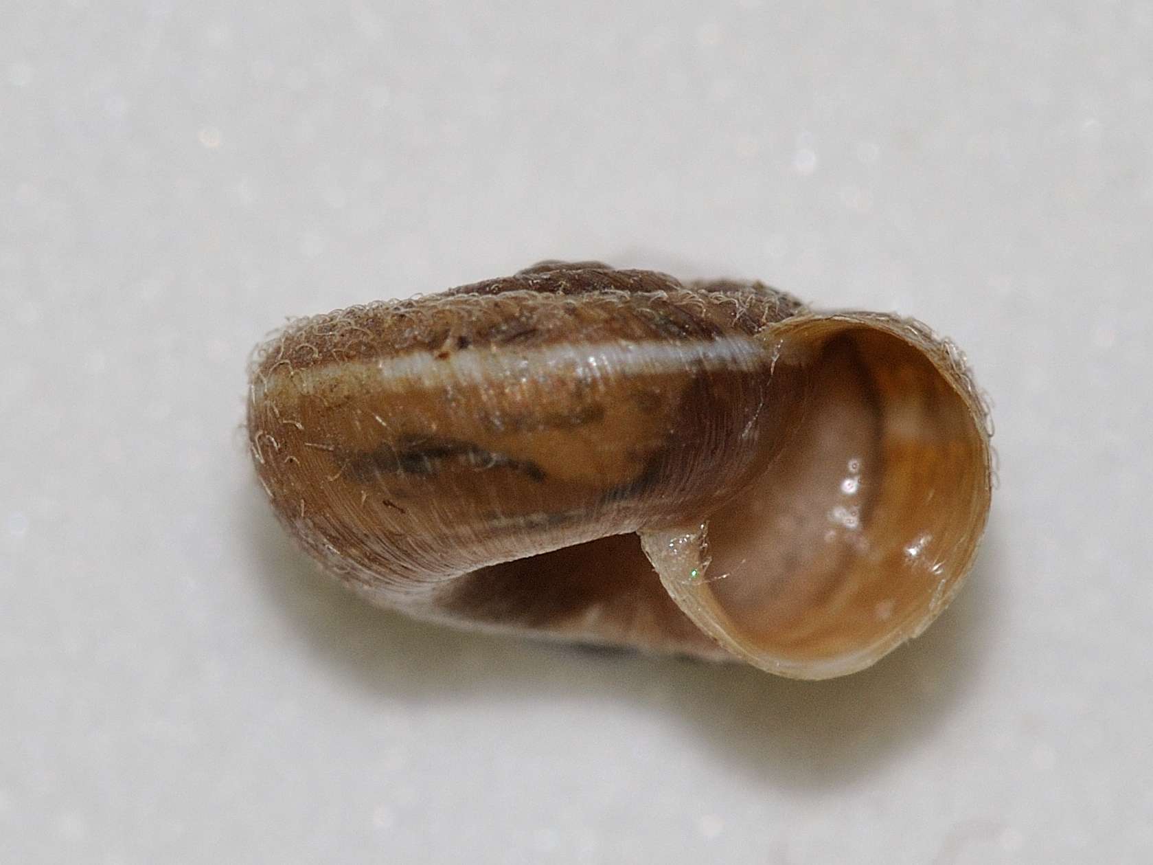 Gasteropode da identificare